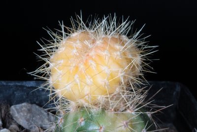 Tricho_candicans (6).JPG