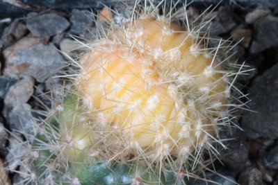 Tricho_candicans (10).JPG