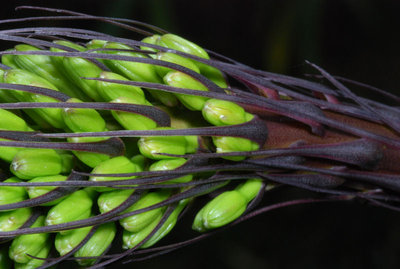 Agave dasylirioides 03.10.2011 c.jpg