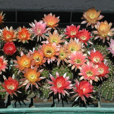 Echinopsis-Hybriden.JPG