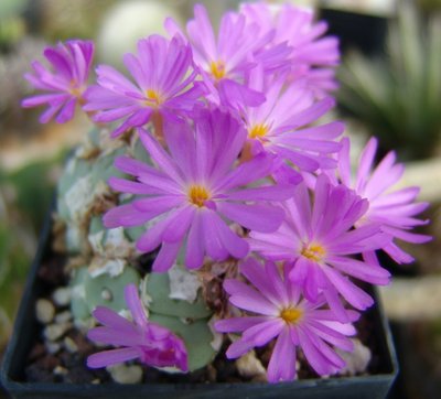 Conophytum_minutum_ssp._pearsonii_glabrum_Bitterfontein_800.jpg