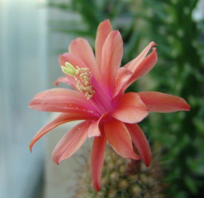 Arequipa_Submatucana_calliantha_800.jpg