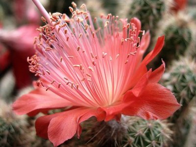 sanpedroensis.JPG