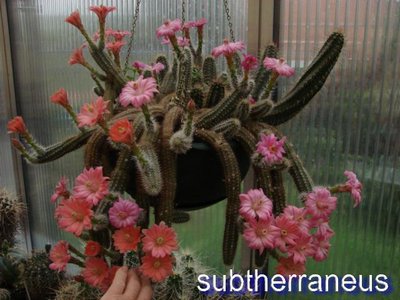 Alte Form von E.subterraneus<br />das eigenartige an der Pflanze ist, dass die Blütenfarbe sich täglich verändert