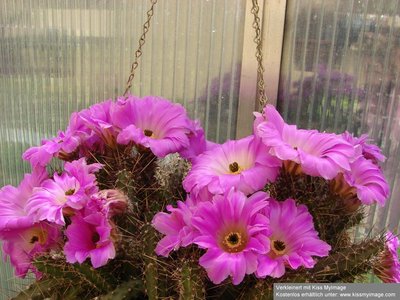 procumbens ein jährliches Blütenwunder