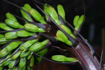 Agave dasylirioides 11.10.2011 b.jpg