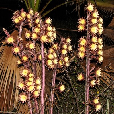 Peniocereus maculatus