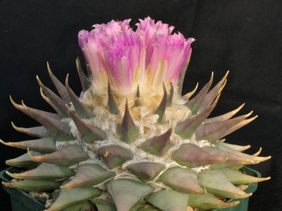 IMG_7876.jpeg (90.68 KiB) 25791 mal betrachtet Ariocarpus confusus