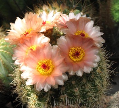 Notocactus agnetae