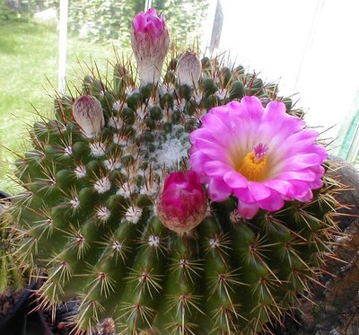 Notocactus herteri