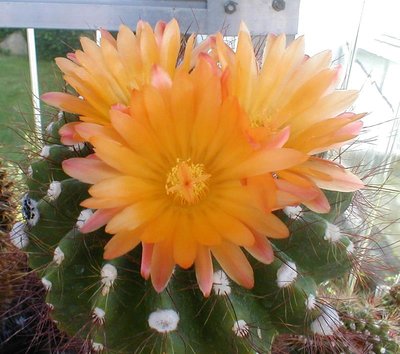 Notocactus horstii