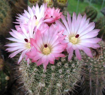 Notocactus roseiflorus