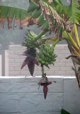 IMG_8552.jpg