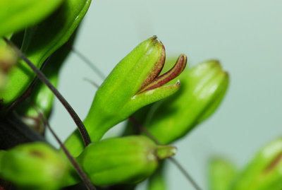 Agave dasylirioides 30.10.2011 c.jpg