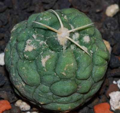 Thelocactus hexadrophorus monströs.jpg