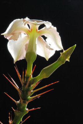 Pachypodium saundersii b.jpg