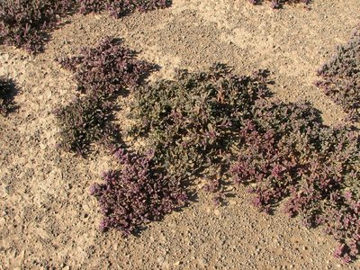 IMG_8561.jpg