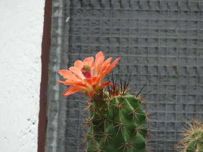 Ec. coccineus ssp. rosei