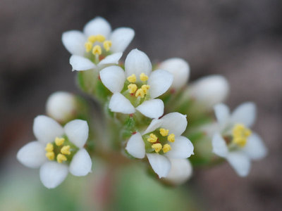 Crassula ausensis var. titanopsis a.jpg