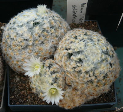 389 P1080350 Mammillaria schiedeana.jpg