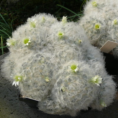 388 P1080346 Mammillaria plumosa.jpg