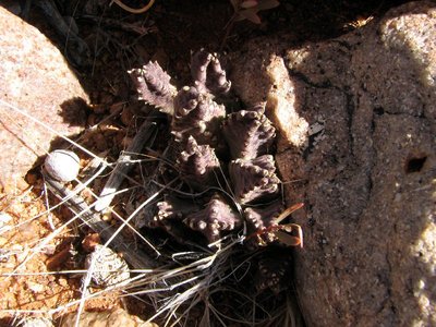 IMG_9520.jpg