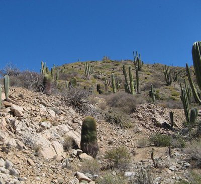 Isla Santa Catalina_IMG_0749-a.jpg (142.59 KiB) 9965 mal betrachtet Bild: Miroslav Cerný