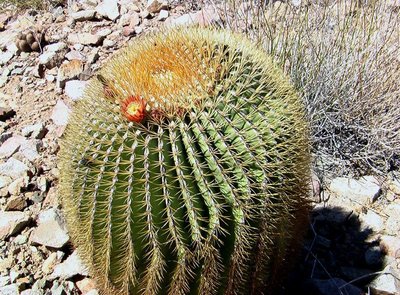 Feroc_diguetii_mit Blüte_IMGA0454-x.jpg (206.48 KiB) 9965 mal betrachtet Bild: Miroslav Cerný