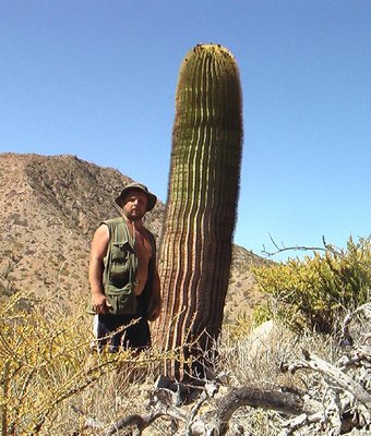 Feroc_diguetii_Santa Catalina_IMGA0455_a.jpg (139.73 KiB) 9965 mal betrachtet Bild: Miroslav Cerný