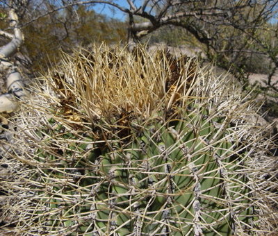 Feroc_diguetii_var_carmenensis_Isla Carmen_IMG_0825-ay.jpg (161.26 KiB) 9965 mal betrachtet Bild: Miroslav Cerný