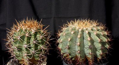 Feroc_carmenensis_diguetii_3617-b.jpg (81.82 KiB) 9965 mal betrachtet links: var. carmenensis - rechts: diguetii