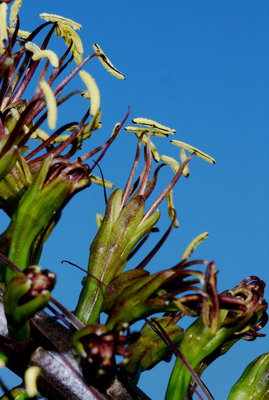 Agave dasylirioides 12.11.2011 d.jpg