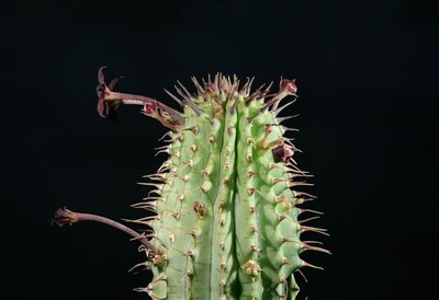 Hoodia mossamedensis (FH09,104) stacking 014.jpg