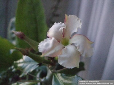 Pachypodium saundersii Blüte_klein.jpg