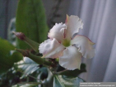 Pachypodium saundersii Blüte_klein.jpg