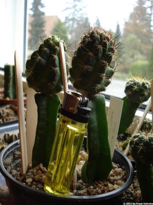 Lobivia jajoiana var. paucicostata 2_klein.jpg