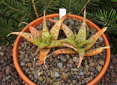Aloe rauhii (5a).jpg