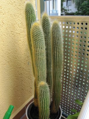 eventuell ein Notocactus Leninghausii?