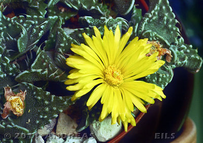 Faucaria tuberculosa