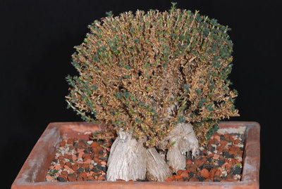 Trichodiadema bulbosum 03.jpg