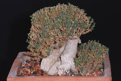 Trichodiadema bulbosum 04.jpg