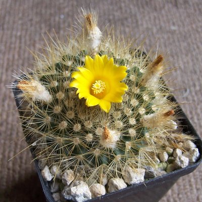 Parodia chrysacanthion oder so.jpg