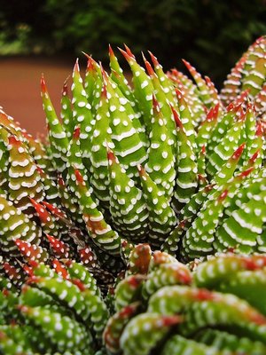 Haworthia 1996-3 (3a).jpg