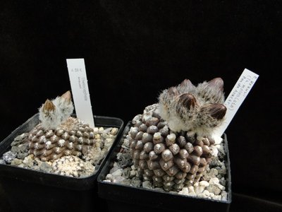 Eriosyce krausii Knospen 2011 Mai13.jpg