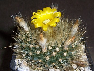 Parodia chrysacanthion oder so 3.jpg