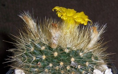 Parodia chrysacanthion oder so 7.jpg