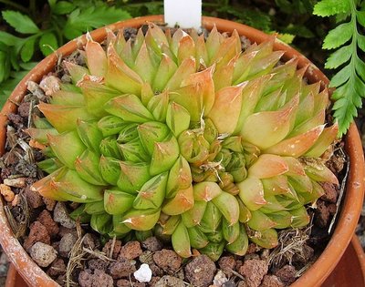 Haworthia 1996-6 (6a).jpg