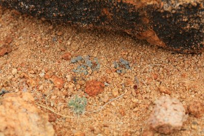 Namibia 2009 0612 (Crassula mesembrianthemopsis, 5 km SW Tiras-Farm, UTM 658170, 7100120).jpg