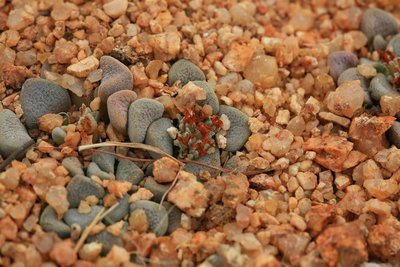 Namibia 2009 0615 (Crassula mesembrianthemopsis, 5 km SW Tiras-Farm, UTM 658170, 7100120).jpg