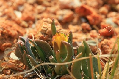 Namibia 2009 0569 (Hereroa puttkameriana, 5 km SW Tiras-Farm, UTM 658170, 7100120).jpg